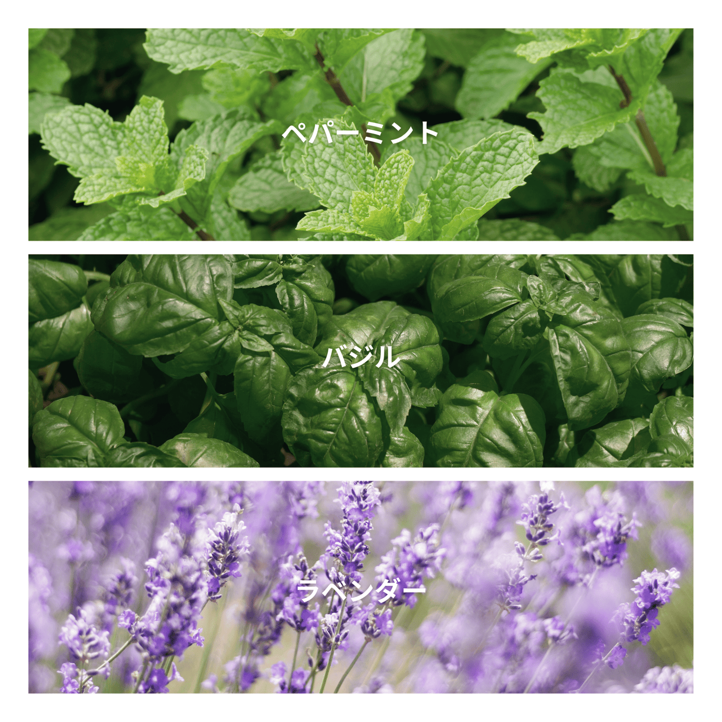 Garden Basil