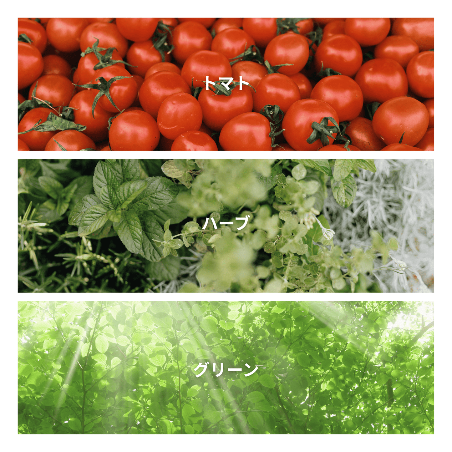 Heirloom Tomato