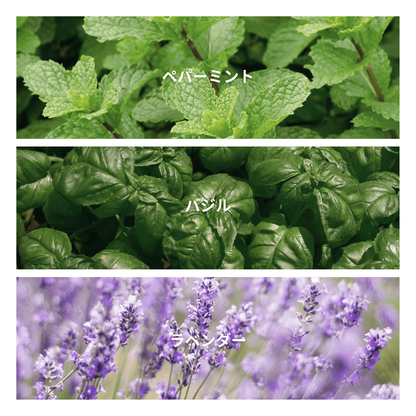 Garden Basil