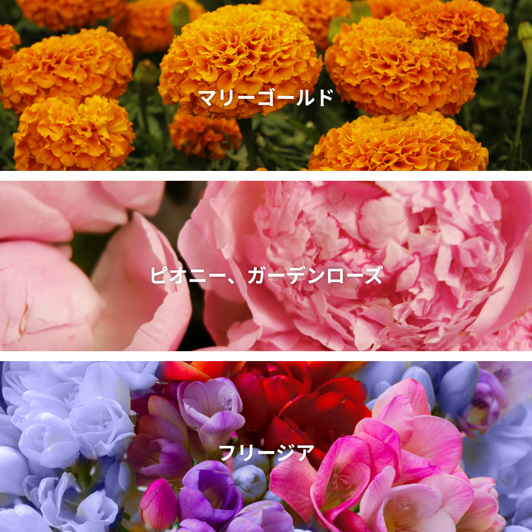 Peony Petals