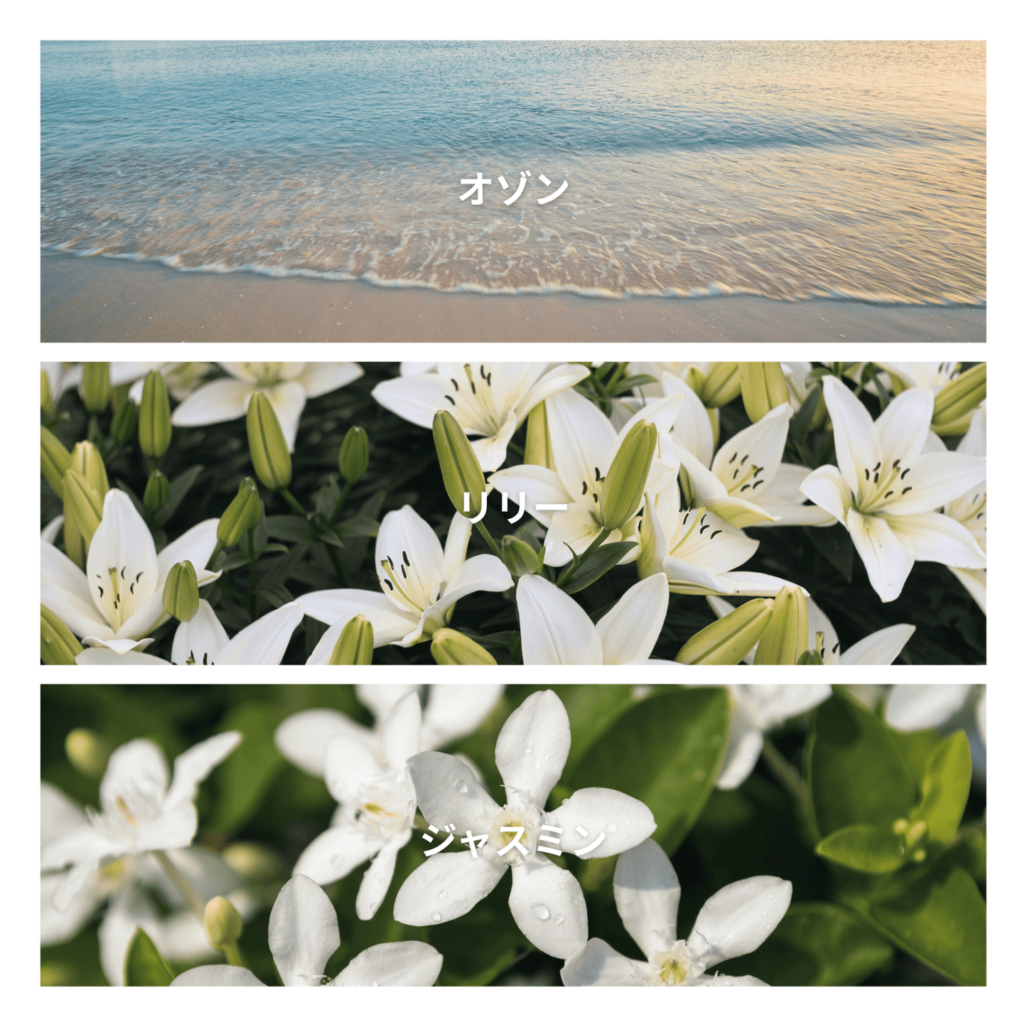 Hydrangea Bloom