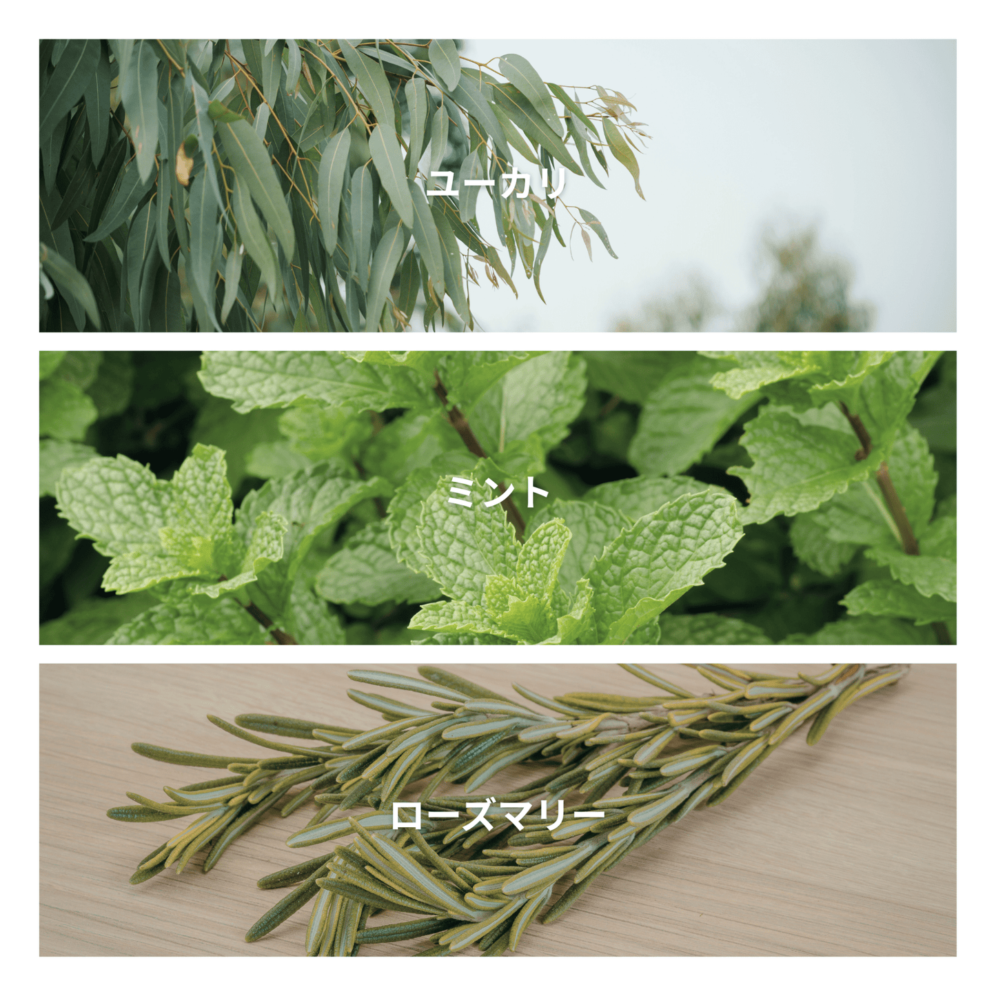 Eucalyptus Leaf