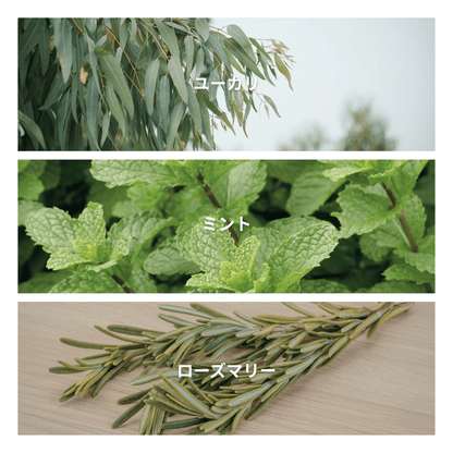 Eucalyptus Leaf