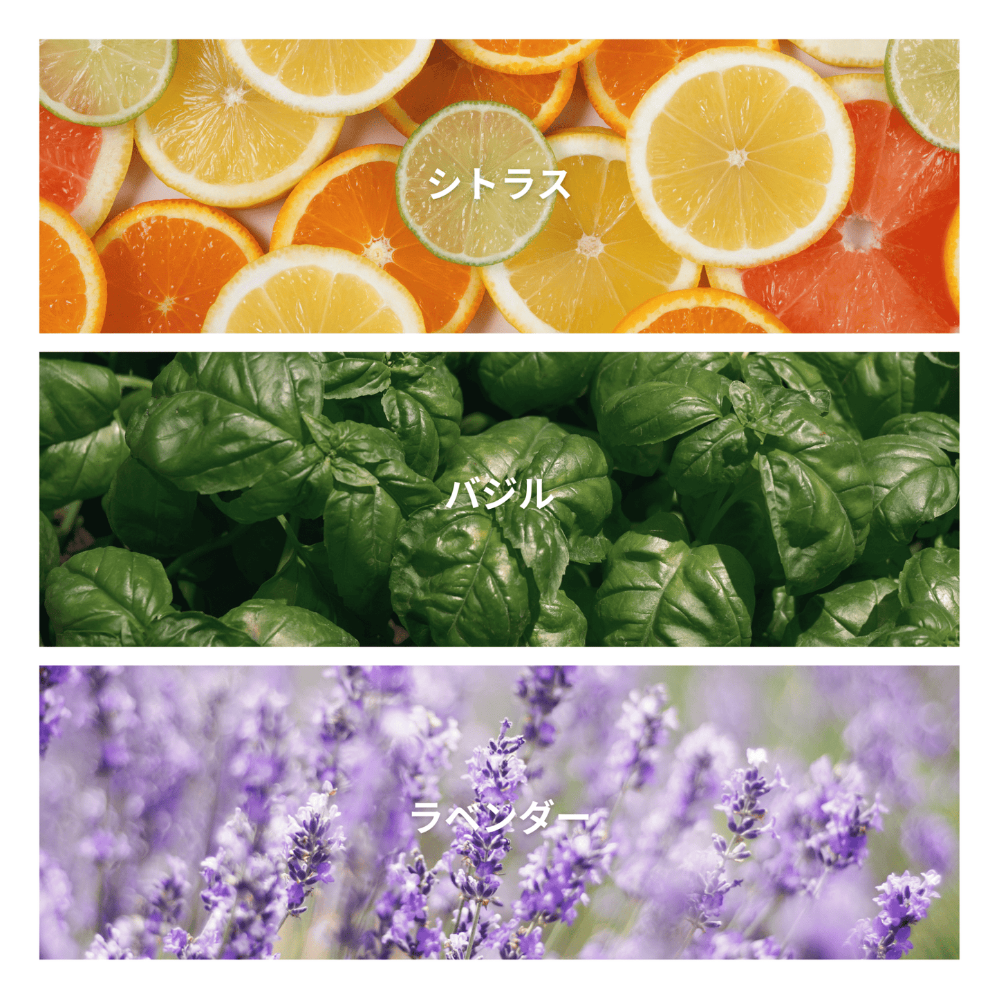 Sunlit Garden
